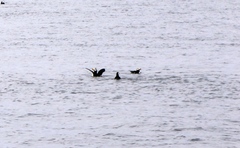 Fratercula corniculata