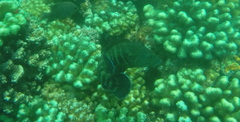 Cephalopholis panamensis