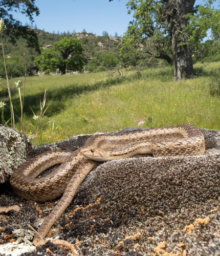 Gopher Snake