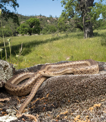 Bullsnake photo 2
