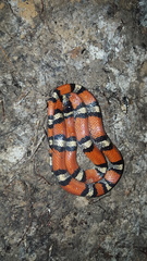 Lampropeltis gentilis