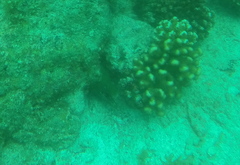 Gymnothorax castaneus