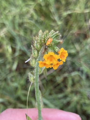iNaturalist observation photo of Fiddlenecks
