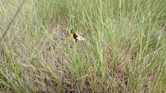 Libelloides longicornis