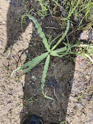 iNaturalist observation photo of wavy-leafed soap plant