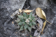 Mammillaria melanocentra melanocentra