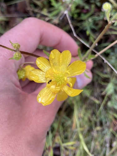 iNaturalist observation photo of buttercups