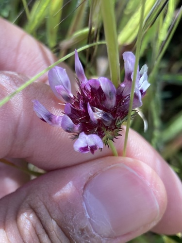 iNaturalist observation photo of tomcat clover