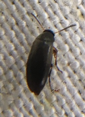 Anaspis frontalis