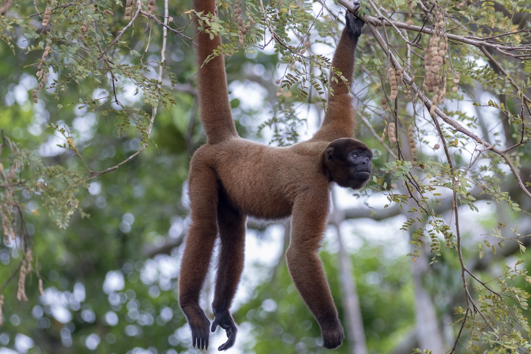 Poeppig's Woolly Monkey (Subspecies Lagothrix lagothricha poeppigii) ·  iNaturalist Guatemala