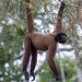 Common Woolly Monkey - Photo (c) DBerard, some rights reserved (CC BY-NC), uploaded by DBerard