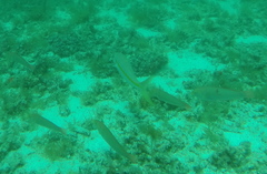 Mulloidichthys dentatus