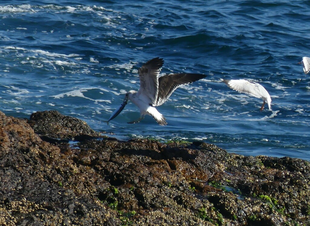 kelp-gull-from-kiama-nsw-2533-australia-on-april-26-2024-at-10-35-am
