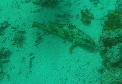 Epinephelus labriformis
