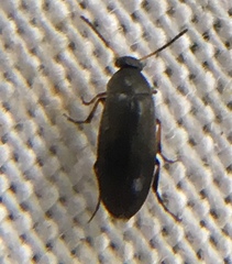 Anaspis frontalis