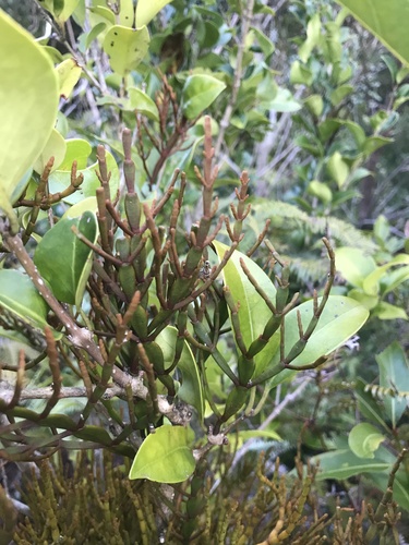 Image of Korthalsella japonica by no rights reserved