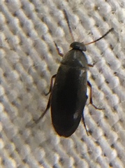 Anaspis frontalis