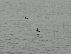 Fratercula corniculata