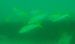 Mulloidichthys dentatus