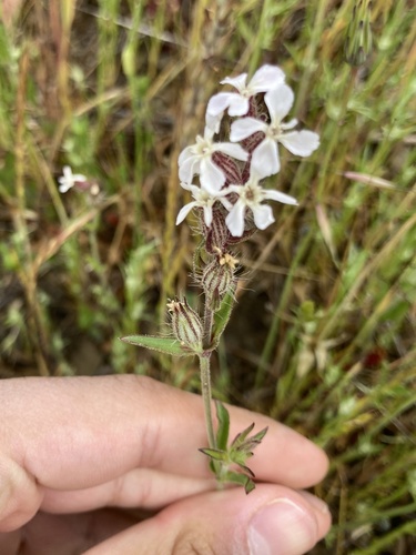 iNaturalist observation photo of Small-flowered Catchfly