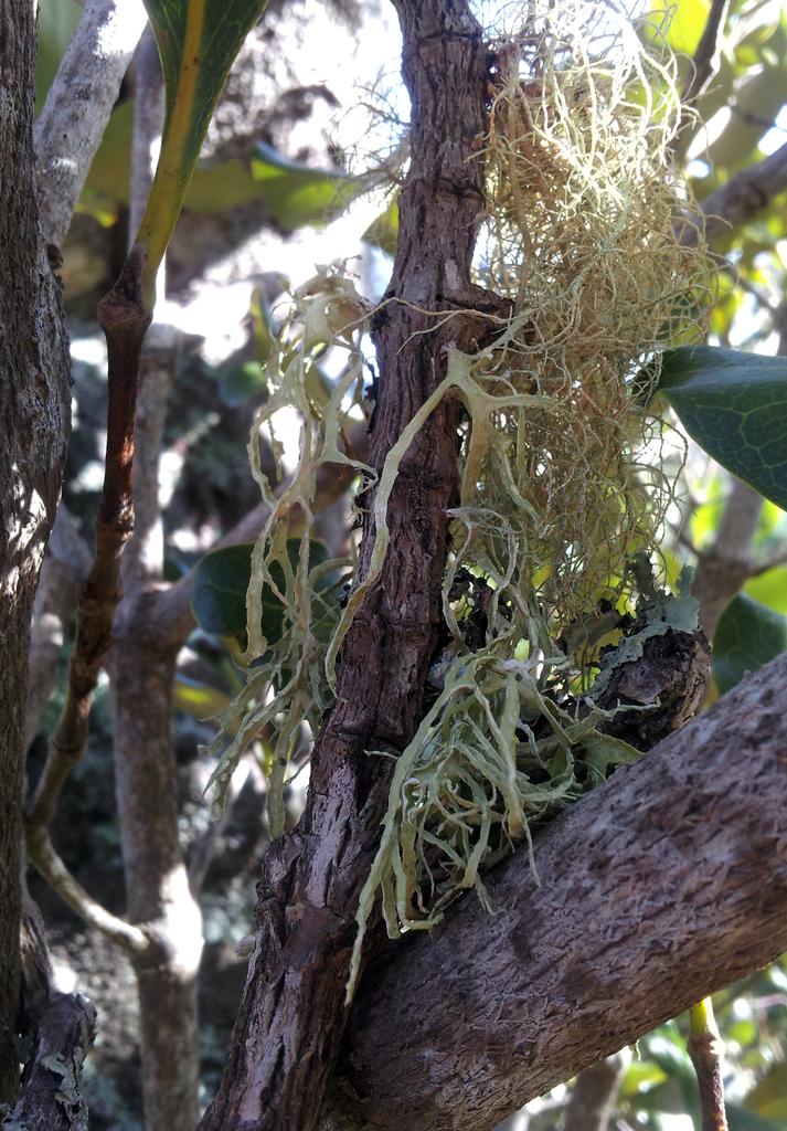 Ramalina pacifica