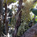 Ramalina pacifica - Photo no rights reserved, uploaded by Peter de Lange