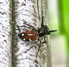 Pachomius dybowskii