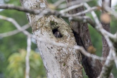 Isothrix bistriata