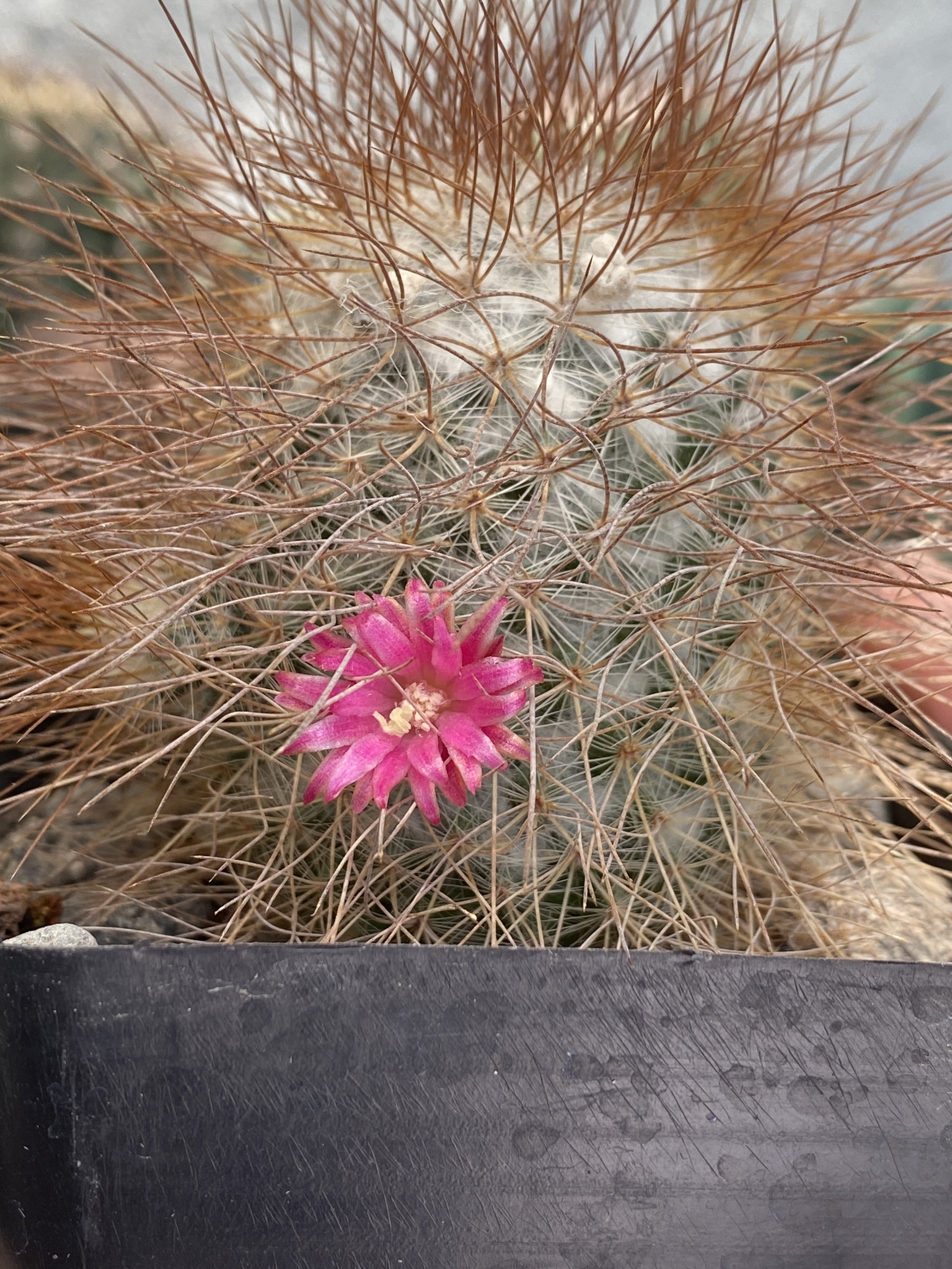 Mammillaria rekoi ssp. leptacantha
