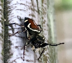 Pachomius dybowskii