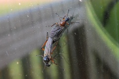 Bibio articulatus