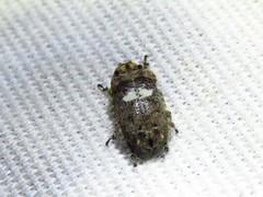 Toxonotus cornutus