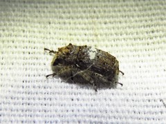 Toxonotus cornutus