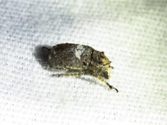 Toxonotus cornutus