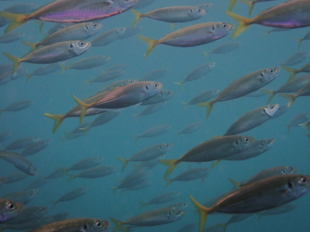 Yellowtail Scad from Oak Park Beach, 156-164 Ewos Parade, Cronulla NSW ...