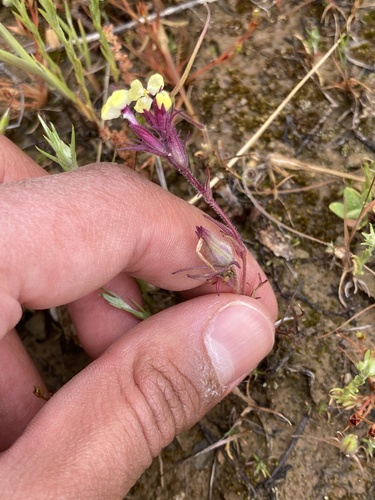 iNaturalist observation photo of butter-and-eggs
