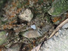 Celastrina lavendularis