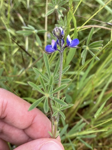 iNaturalist observation photo of lupines