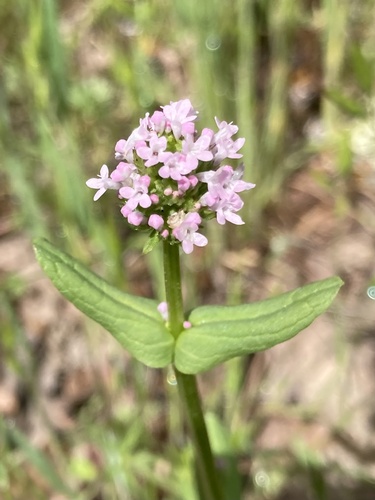 iNaturalist observation photo of Plectritis