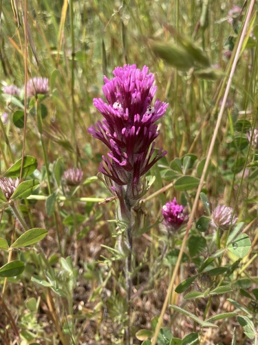 iNaturalist observation photo of purple owl's-clover