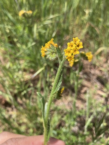 iNaturalist observation photo of Fiddlenecks