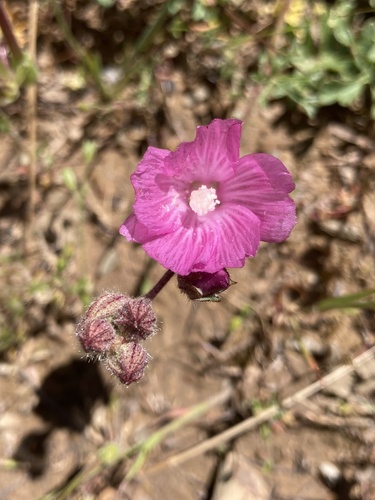 iNaturalist observation photo of checkerbloom