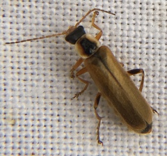 Cantharis decipiens