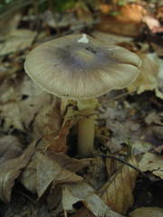 Amanita solaniolens
