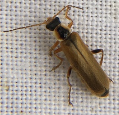 Cantharis decipiens