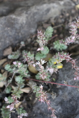 Sedum potosinum