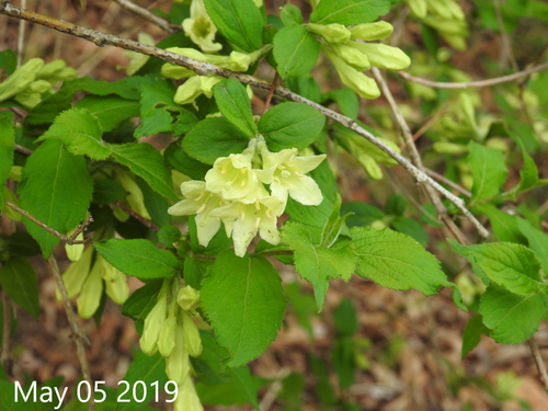 Weigela subsessilis, photographed by an iNaturalist contributor