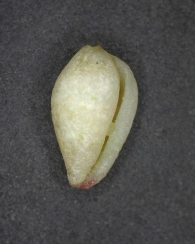 Erato sandwicensis observed 2024-05-09