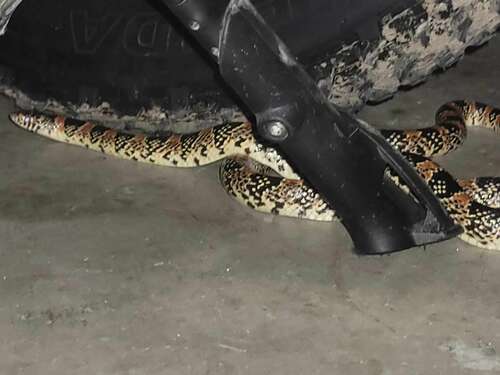 Long-nosed Snake