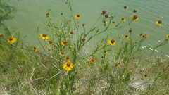 Helenium amphibolum